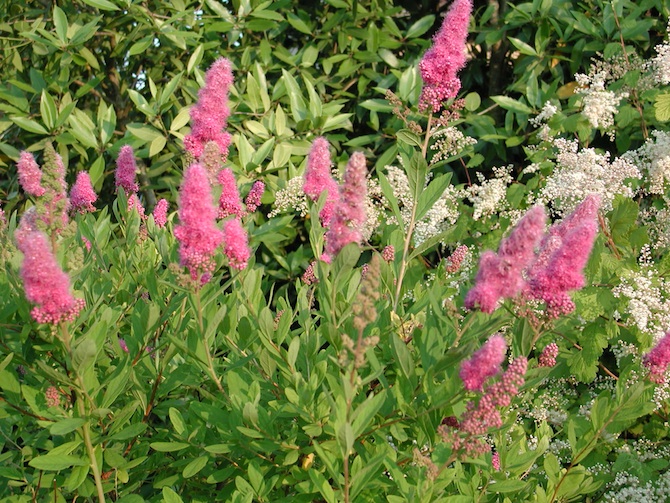 Spiraea x billardii © D. Lejeune